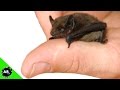 Smallest Bat in the World! The Conservation Files - Ep. 6 : AnimalBytesTV