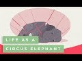 Life As A Circus Elephant