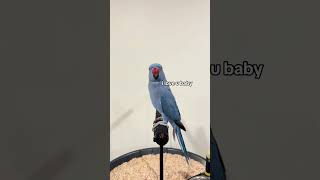 Download lagu Most beautiful parrots | colorful birds | relaxing sounds | stunning nature | stress relief | EP5 mp3