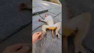 Download lagu Monyet Kaget Lucu 😂 #cat #funny mp3