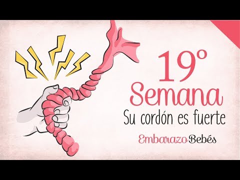 SEMANA 19 de #Embarazo | 5º Mes | Semana a semana