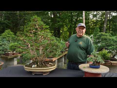 Top 5 Bonsai Trees for Beginners