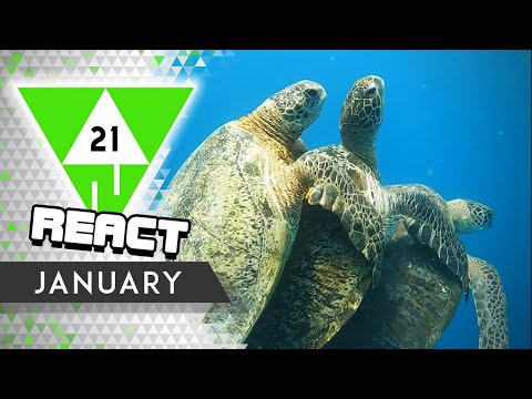 React: Win Compilation Januar 2021