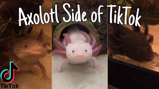 Download lagu Axolotl Side of TikTok mp3 Download lagu Axolotl Side of TikTok mp3