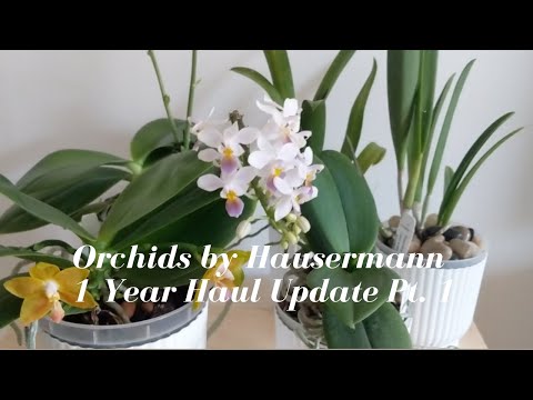 Orchids by Hausermann | Haul Update - 1 Year Before & After Orchid Growth & Blooms Part 1