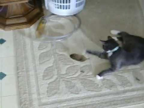 A mother cat teaching her kittens to mouse hunt (sry for poor quality, old video)