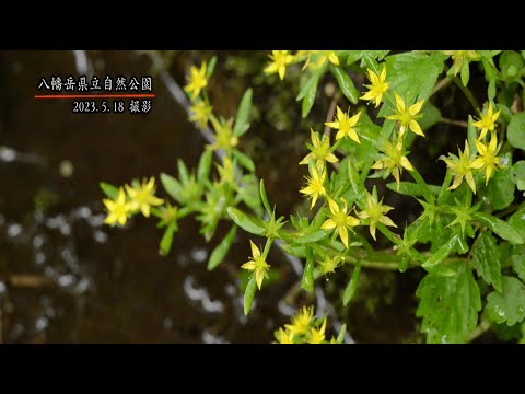 【佐賀県唐津市の風景】八幡岳県立自然公園(令和5年5月18日撮影）