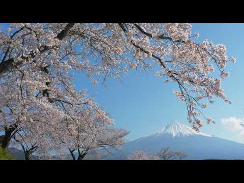 MOUNT FUJI ASCENSION / MEDITATE, SLEEP, YOGA, SPA ROOM, RELAXING MUSIC, DRUMS, CHERRY BLOSSOMS, 富士山