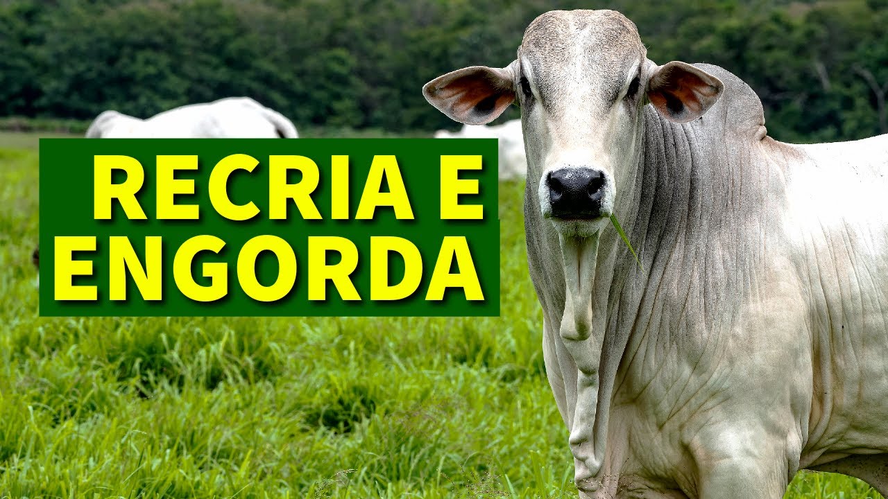 Manejo Nutricional e de Pastagem na Recria e Engorda de BOVINOS #pecuária