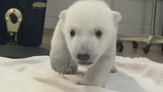Adorable: Polar bear cub takes his first shaky steps at Toronto Zoo