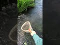 Video Thumbnail for Smallest Brook Trout Ever Caught