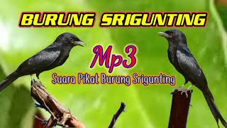 Download lagu Sound ((Powerful)) attract black SRIGUNTING birds mp3