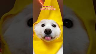 Download lagu Why is it Monday AGAIN?! 😨 #dogshorts #cutedog #tiktok #puppy #pets #shiro #funny ib:lorenapages mp3 Download lagu Why is it Monday AGAIN?! 😨 #dogshorts #cutedog #tiktok #puppy #pets #shiro #funny ib:lorenapages mp3