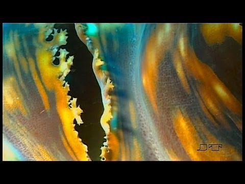 Bali, Perle des indischen Ozeans, Bali Insel Menjangan,Indonesien