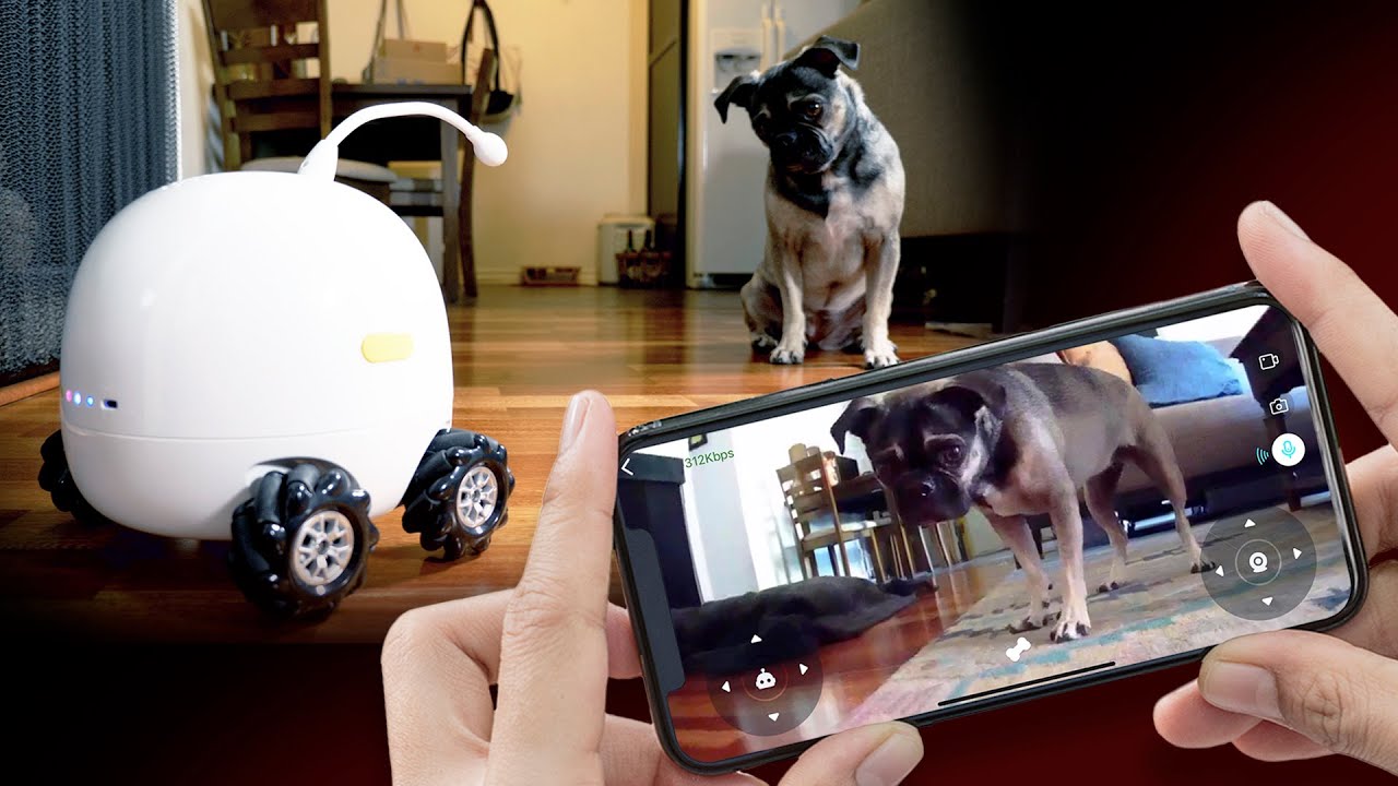 My dog is OBSESSED with this phone-controlled pet toy