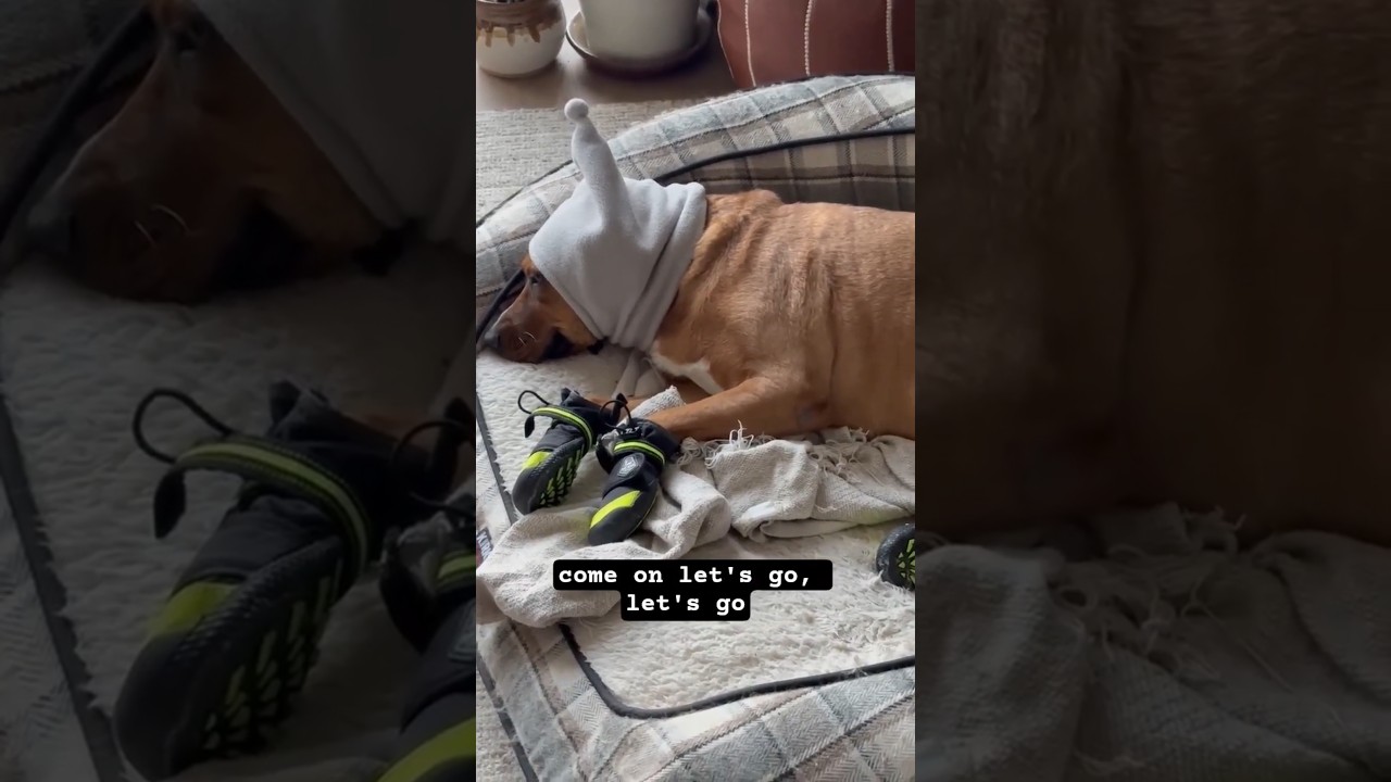 Felice, a ADOPTABLE mixed breed in Newmarket, ON video 6/6