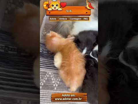 Vídeo de N/A