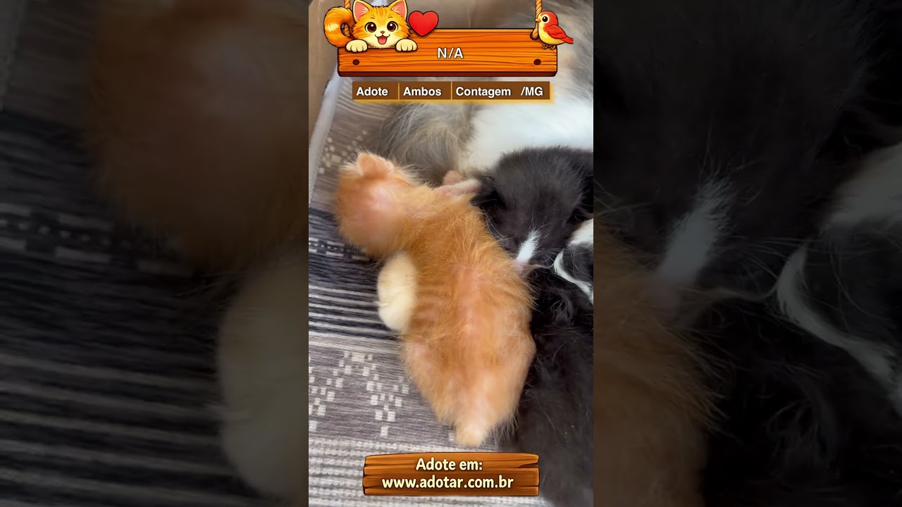 Gato raça SRD-ViraLata idade Abaixo de 2 meses nome N/A