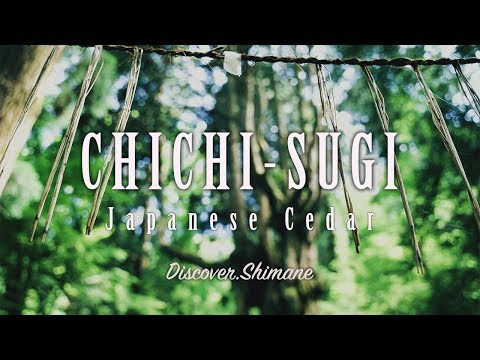 Chichi-Sugi Japanese Cedar