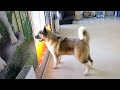 Акіта Cameron (8.5 months) який красунчик!