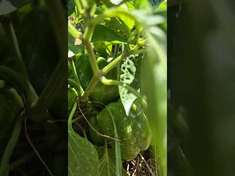 Pepper Hercules F1, review #pepper #peppers #organic #organicgarden #garden #chemical-free #organ...