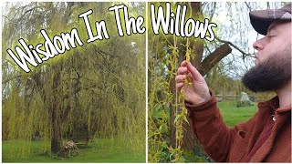Wisdom In The Willows  - Can This Tree Take Pain Away? 🌳