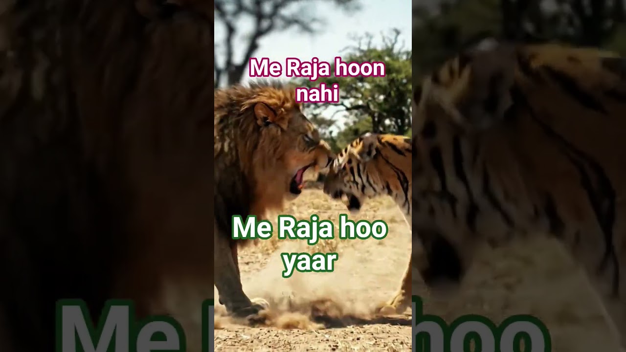 #lion #tiger #shortsviral #youtubesearching #viralyoutubevideo #viralvideo #viralshorts .