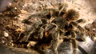 Tarantula Feeding Video 106 - Featuring Explosive Thundering!!
