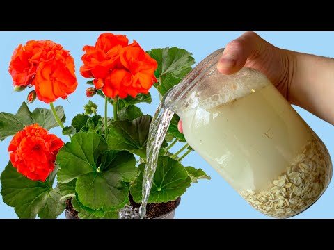 FROM ONE SPOON EXPLOSIVE FLOWERING LIKE A FIREWORKS ALL FLOWERS FLOWER MAGICALLY!