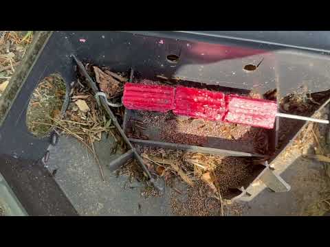 Earwigs Crawling Inside the Bait Station in Hillsborough, NJ