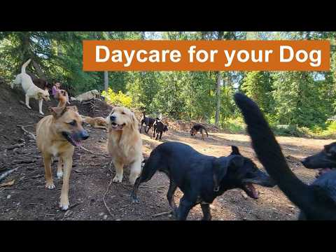 Daycare for your dog 🐶🐕🐩  Keep your dog busy while you are away or entertained while you cuddle