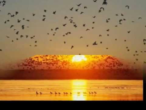 Atardecer Llanero video