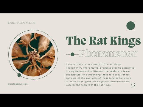 The Rat Kings Phenomenon : Exploring the Mystery of Tangled Tails