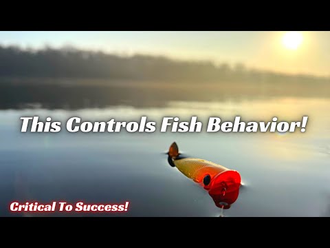 This Single Thing Changes Bass Behavior More Than Anything Else!