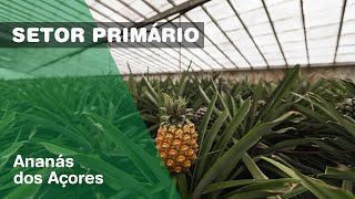  Ananás dos Açores, uma produção única 