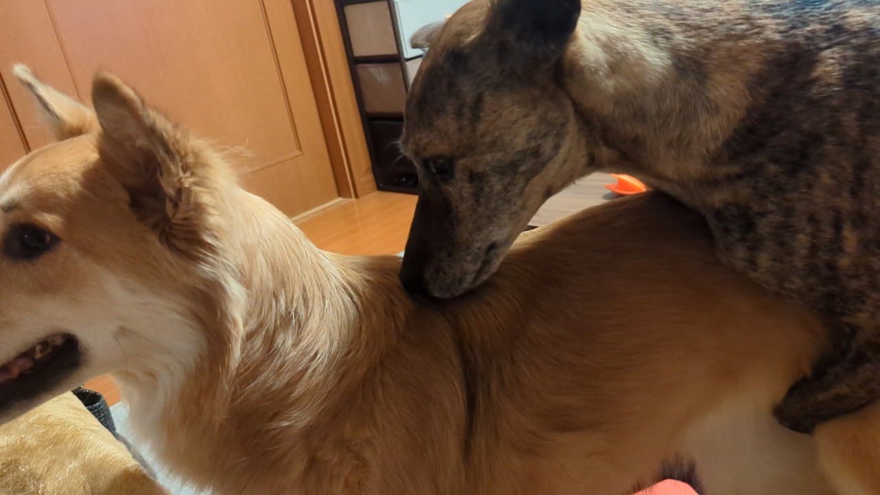 癌が治ってから初めて嫁の実家に行った元猟犬