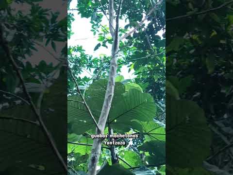 ya mismo maduran guabas machetonas en Yantzaza Zamora Chinchipe