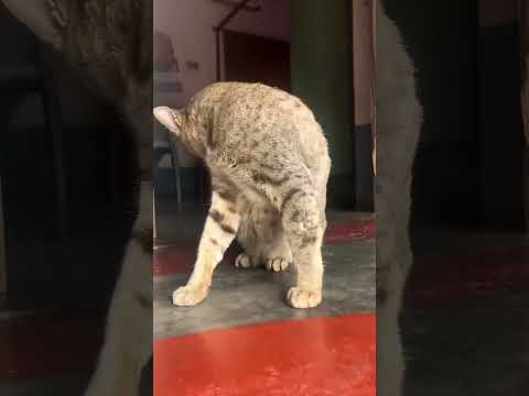 Mr. Tom #tom #tomandjerry #cat #cats #catlover #catvideos