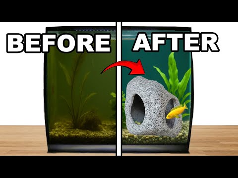 Transforming a Neglected Tank