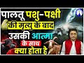 पालतू पशु पक्षी की मृत्यु के बाद उसकी �
