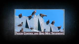 preview picture of video 'Pest ControlPest Control Escalon CA 95320 209-451-5291 Official Pest Prevention'