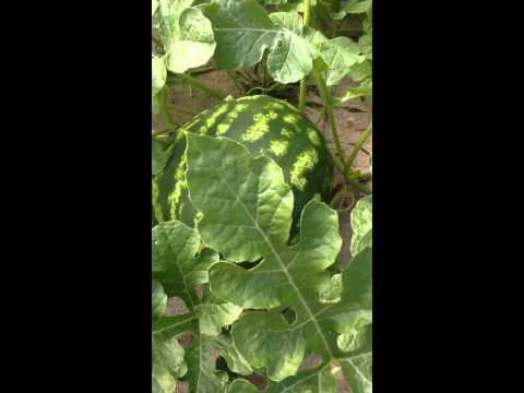 How to plant Burpee Crimson Sweet watermelon 2015