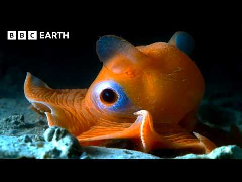 Incredible Wildlife Scenes | BBC Earth | BBC Studios