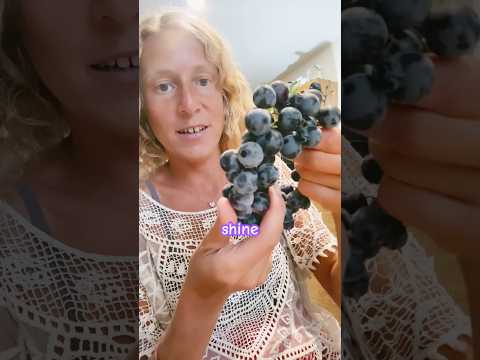 Video Thumbnail for The superfood of today is organic SEEDED thomcord grapes by sunny cal farms