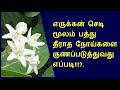 Giant Indian Milkweed Health Benefits
