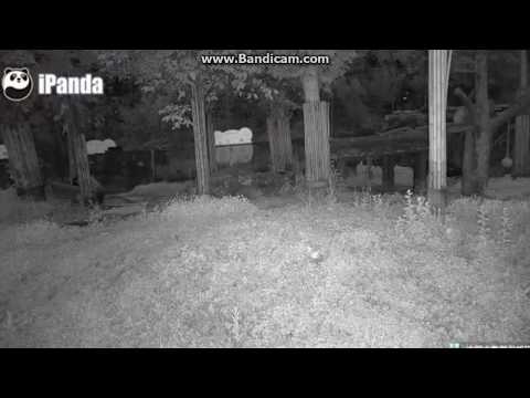 2017.05.20 BAO BAO - A GOOD EATER AT DAWN