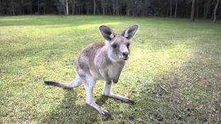 preview picture of video 'Close encounter with kangaroo in the wild in Morisset'