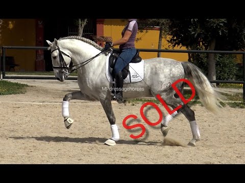 **SOLD** GP PROSPECT Andalusian PRE Stallion 2014 - 1,62 | #MP396