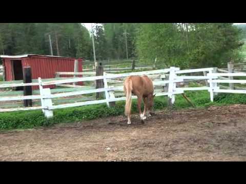 Nappi-Nipa 25.5.2011