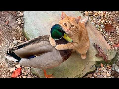 The Cutest Cat and Animal Odd Couples You've Ever Seen!😍